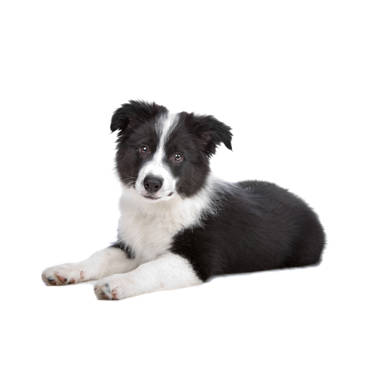 Sandicast Original Size Border Collie Sculpture & Reviews | Wayfair